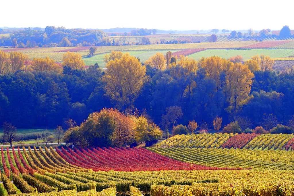 Villa Delange - Hebst - Specials - Weinberge - Nußdorf - Landau