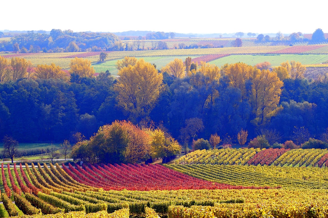 Villa Delange - Hebst - Specials - Weinberge - Nußdorf - Landau